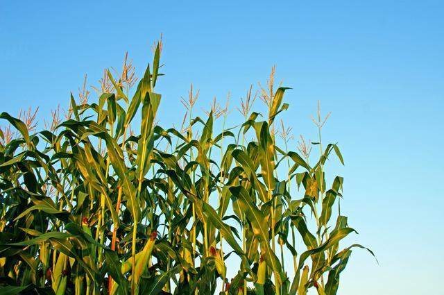 尊龙凯时 - 人生就是搏!