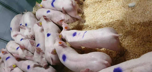 尊龙凯时 - 人生就是搏!