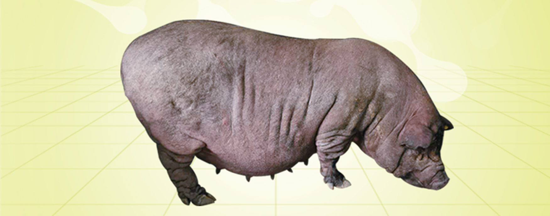 尊龙凯时 - 人生就是搏!