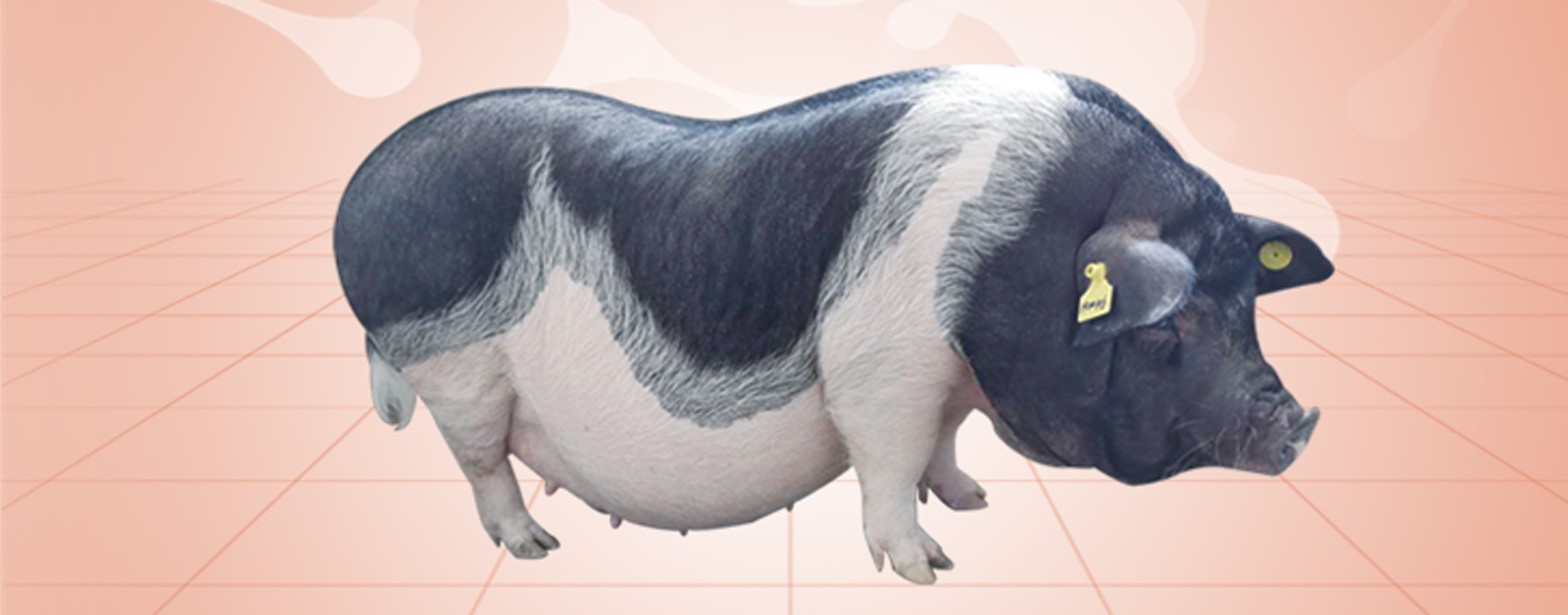 尊龙凯时 - 人生就是搏!